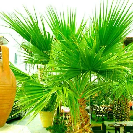 Sivilla Boutique Áfitos